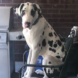 Meet your Posher, Cameron